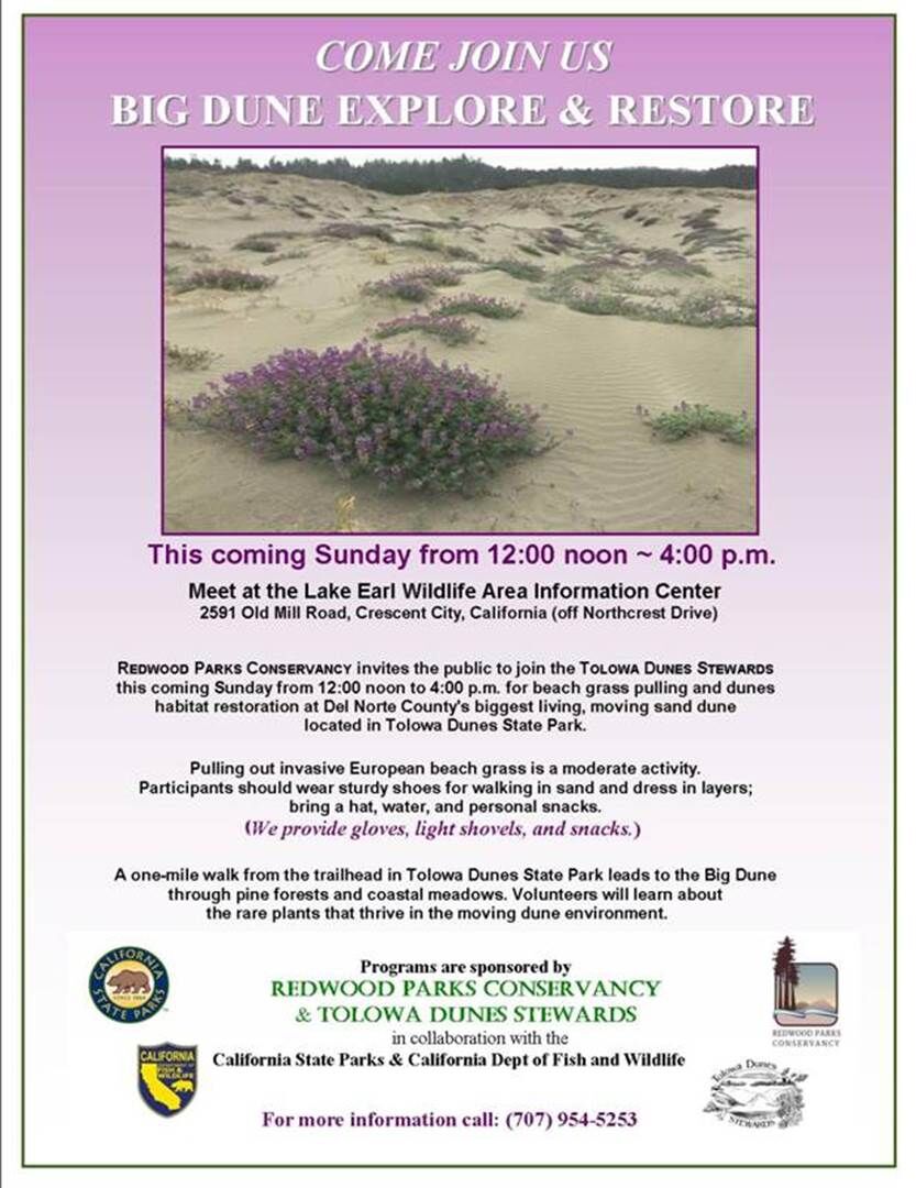 Dunes Poster